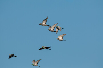 Rock Dove (Columba livia) flying in a group in the sky.