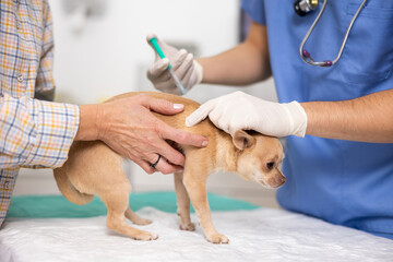 Mature woman owner chihuahua dog holds pet and helps veterinarian of clinic to carry out routine vaccination. Doctor gives injection to animal, carries out medical treatment - obrazy, fototapety, plakaty