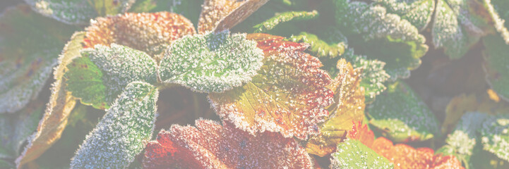 Leaves of garden strawberries covered with hoar frost. Beautiful natural background with hoarfrost...