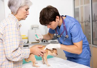 Focused young veterinarian administering routine vaccination to little chihuahua, held by caring...
