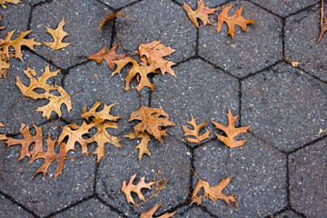 Leafs in the street that fell from the tree