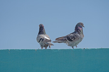 Rock Dove (Columba livia) mating on the green wall. Sky background.