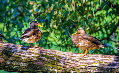 Wild ducks sit on a tree near the water
