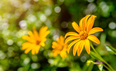 Yellow daisies grow in the meadow in summer
