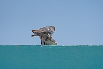 Rock Dove (Columba livia) mating on the green wall. Sky background.