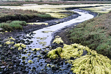 Carpinteria Salt Marsh