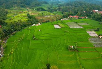 Aerial view of rice fields terrace. Beautiful green rice fields plantation for agricultural concept. 