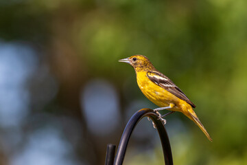 Closeup of female Baltimore Oriole perched on bird feeder. Concept of backyard birding, birdwatching and habitat preservation