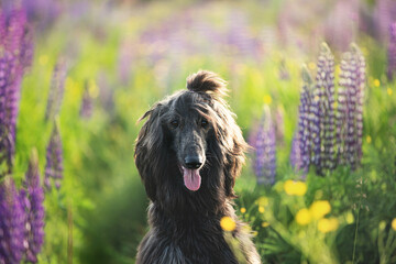 Close-up Portrait of young and beautiful afghan hound dog in the field
