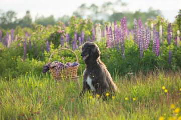 Portrait of young and beautiful afghan hound dog in the field
