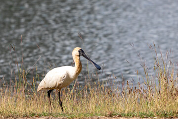 Royal Spoonbill