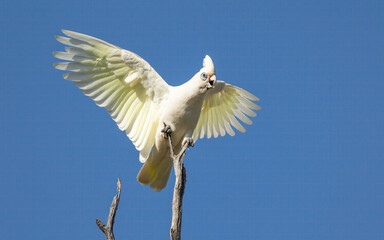 A Little Corella, an Australian parrot, spreading its wings to balance on a precarious perch.