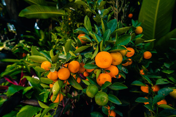 small orange clementine mandarin tangerine in fruit tree orchard