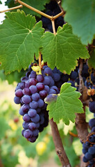 Fototapeta premium bunch of grapes