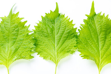 大葉(青紫蘇(アオジソ)の葉)。(白バック)

