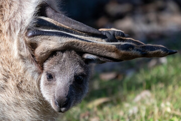 close up of a kangaroo