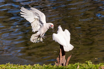 Little Corella coming in to land on a stump