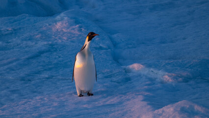 Obraz premium Emperor Penguins