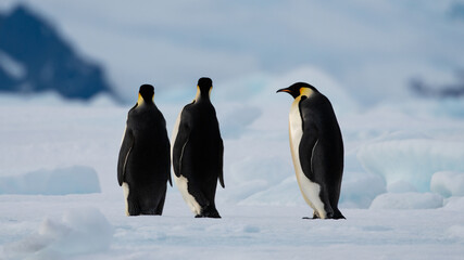 Emperor Penguins