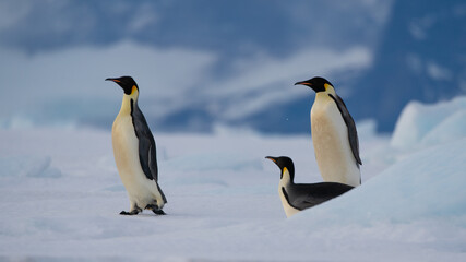 Fototapeta premium Emperor Penguins