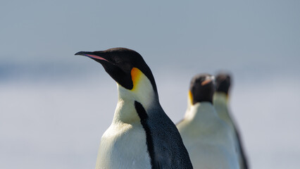 Fototapeta na wymiar Emperor Penguins