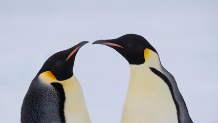 Emperor Penguins