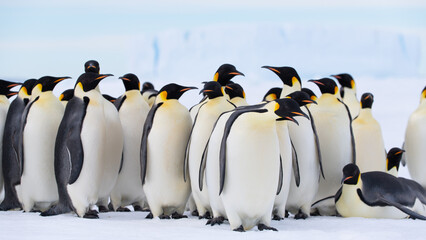Emperor Penguins © Oliver