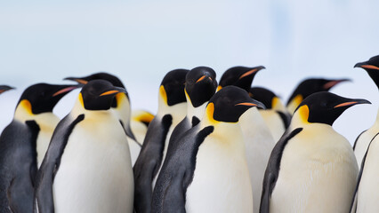 Fototapeta premium Emperor Penguins
