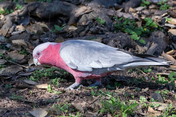galah foraging on the ground