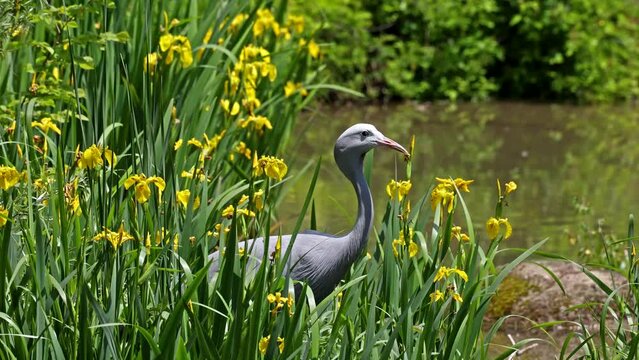 The Blue Crane, Grus paradisea, is an endangered bird specie endemic to Southern Africa. It is the national bird of South Africa