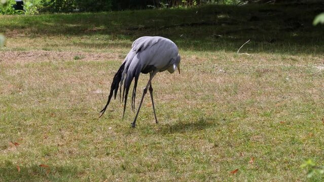 The Blue Crane, Grus paradisea, is an endangered bird specie endemic to Southern Africa. It is the national bird of South Africa