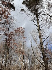 Cold Winter Trees