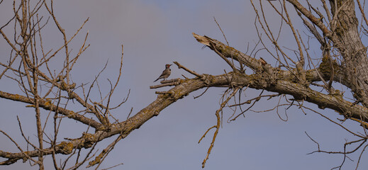 Northern flicker woodpecker on a dead tree panoramic 