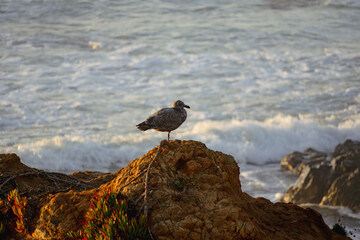 Seagull on a rock in front of the ocean at sunset 
