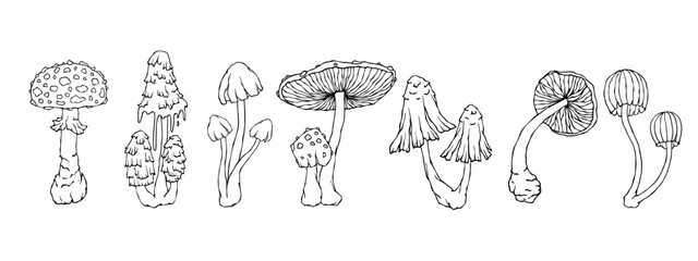 A set of doodle sketches of forest grebes, fly agaric. Ornamental plants. Vector graphics.