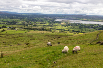 Sheeps on the field in Knocknarea mountain