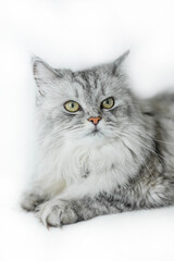 Gray fluffy cat rests gracefully on a white backdrop, exuding tranquility and elegance.