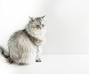 Intense charm captured in a portrait of an angry gray fluffy cat against a pristine white background. Fur bristles with attitude, and captivating eyes, one yellow and one green 