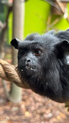 Affe