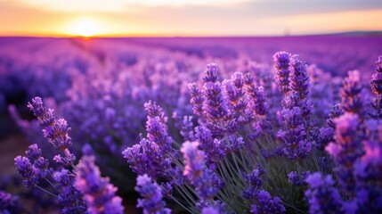 Fototapeta premium The view of the lavender flower field plant in bloom is very beautiful for background, and wallpaper