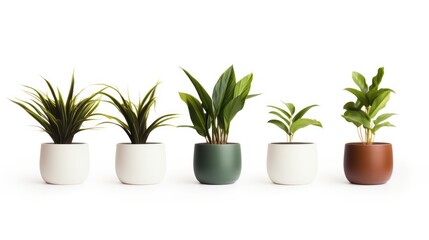 Indoor houseplant, Lush green potted plant isolated on white background - obrazy, fototapety, plakaty