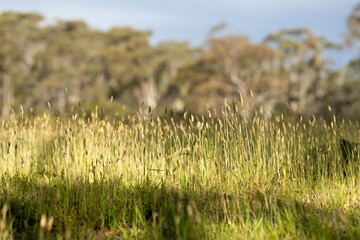 farmer in agriculture looking at a crop sample, on a farm ..