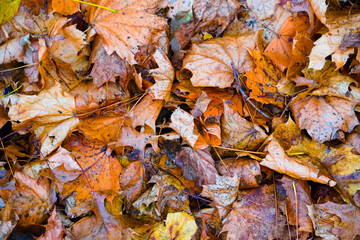 autumn leaves background