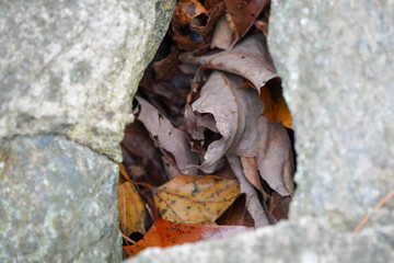 leaves beneath a rock