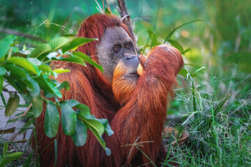 Sumatran Orangutan with coconut (Pongo abelii) © diegograndi