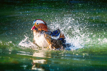 Mandarin Duck (Aix galericulata) on a lake with water splashes
