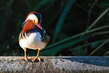 Colorful Mandarin Duck (Aix galericulata)