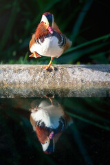 Mandarin Duck (Aix galericulata) standing in one feet with water reflection