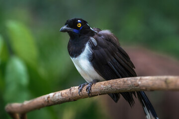 White-naped Jay bird (Cyanocorax cyanopogon)