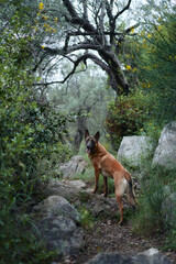 A vigilant Belgian Malinois dog stands guard in a lush forest, encapsulating the essence of...